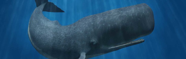 Facts about Whales