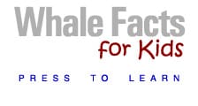 whale facts for kids